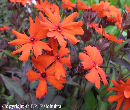 Lychnis x arkwrightii 'Vesuvius'